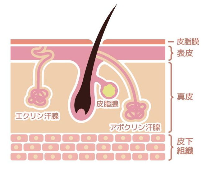 エクリン汗腺とアポクリン汗腺の違い